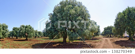 plantation with old olive trees 138270349
