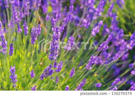 Blooming lavender medicinal herb bush with aromatic purple flowers in sunny summer garden landscape 138270374