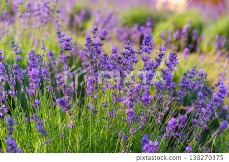 Blooming lavender medicinal herb bush with aromatic purple flowers in sunny summer garden landscape Blooming lavender medicinal herb bush with aromatic purple flowers in sunny summer garden landscape 138270375