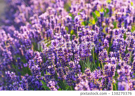 Blooming lavender medicinal herb bush with aromatic purple flowers in sunny summer garden landscape Blooming lavender medicinal herb bush with aromatic purple flowers in sunny summer garden landscape 138270376