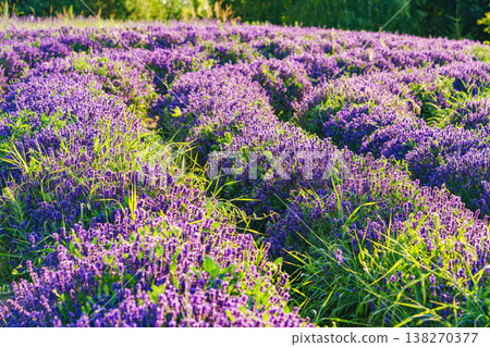 Lavender bushes blooming under warm sunlight in peaceful purple and green summer field background Lavender bushes blooming under warm sunlight in peaceful purple and green summer field background 138270377