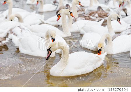 Large bird family, flock of white mute swans swimming together on icy winter lake, wildlife scene Large bird family, flock of white mute swans swimming together on icy winter lake, wildlife scene 138270394