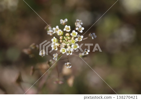 Small white shepherd's purse flowers blooming on the roadside in early spring Small white shepherd's purse flowers blooming on the roadside in early spring 138270421