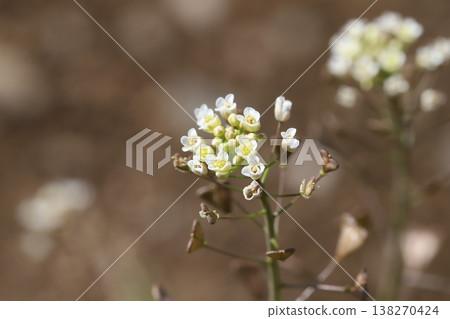 Small white shepherd's purse flowers blooming on the roadside in early spring 138270424