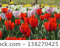 A flowerbed of tulips in a variety of colors 138270425