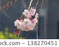 Up of cherry blossoms 138270451