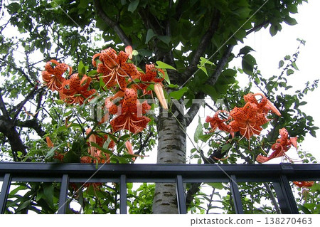 大型橙色虎百合 大型橙色虎百合 138270463