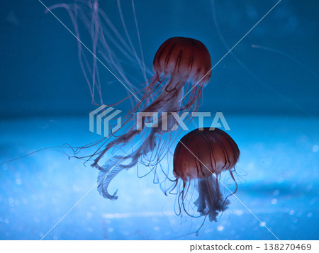 Jellyfish floating in the aquarium Jellyfish floating in the aquarium 138270469