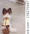 背部美麗的蝴蝶犬 138270487