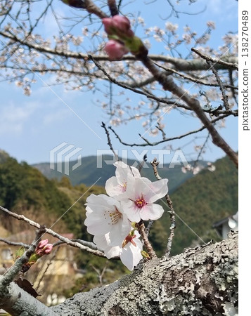 Cherry blossom petals and buds stand out against the blue sky. Cherry blossom petals and buds stand out against the blue sky. 138270489
