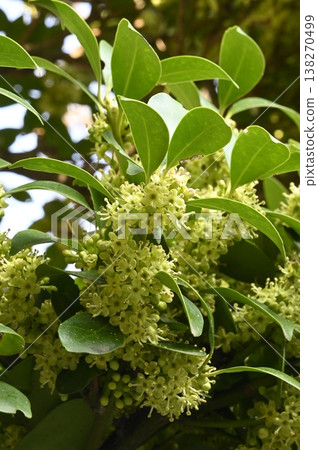 Mochinoki花 138270499