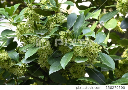Mochinoki flowers 138270500