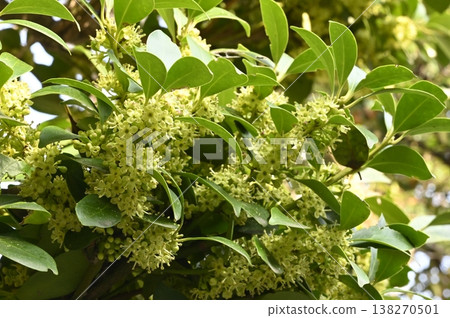 Mochinoki flowers 138270501
