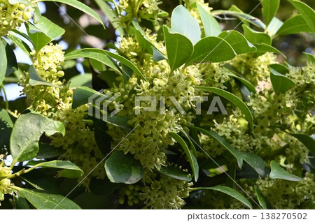 Mochinoki flowers 138270502