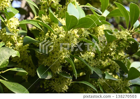 Mochinoki flowers 138270503