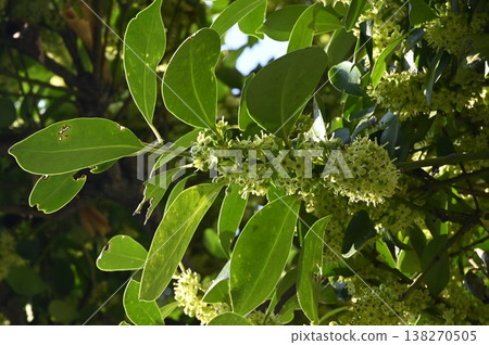 Mochinoki flowers 138270505
