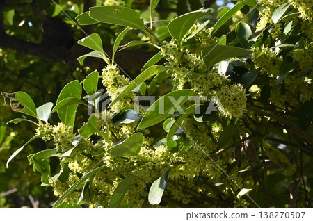 Mochinoki flowers 138270507