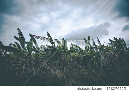 Banana leaves swaying in the wind against a dramatic overcast sky (southern Okinawa Prefecture) 138270525