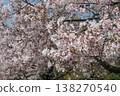 Cherry blossoms in full bloom, countless blossoms 138270540