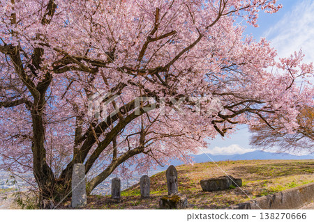 (Yamanashi Prefecture) Cherry blossoms at a roadside shrine are in full bloom, with Mount Fuji visible in the distance. (Yamanashi Prefecture) Cherry blossoms at a roadside shrine are in full bloom, with Mount Fuji visible in the distance. 138270666