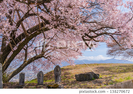 (山梨縣)路邊神社的櫻花盛開,遠處可見富士山。 (山梨縣)路邊神社的櫻花盛開,遠處可見富士山。 138270672