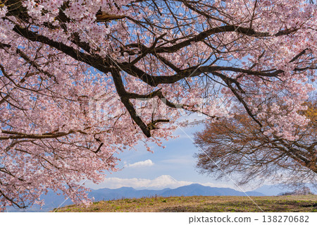 （山梨縣）路邊神社的櫻花盛開，遠處可見富士山。 138270682