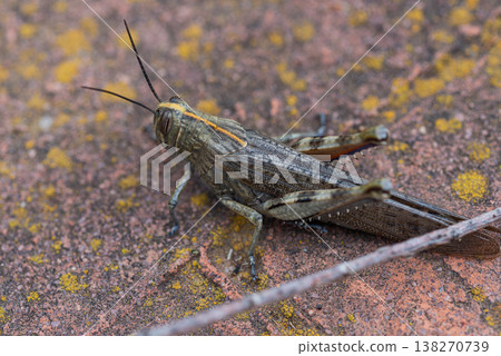Full-body shot of a locust 138270739