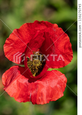 Bright red poppy flower close-up 138270745