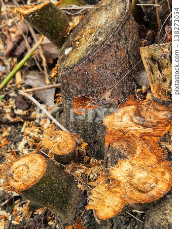 Close-up of tree trunk after seasonal pruning in the garden 138271054