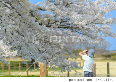 Spring Discoveries: Children observing nature along a cherry blossom-lined street. Spring Discoveries: Children observing nature along a cherry blossom-lined street. 138271170