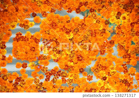 Marigold flower Marigold flower 138271317