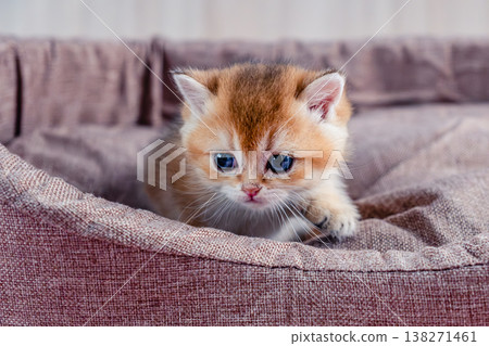 British breed golden chinchilla kitten. 138271461