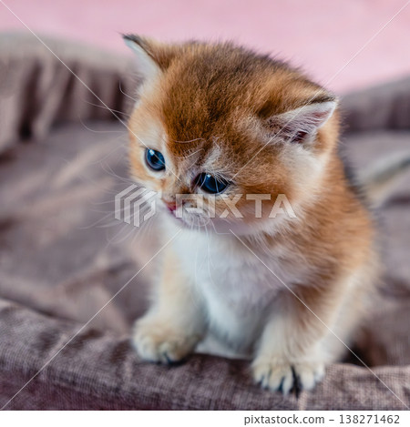 British breed golden chinchilla kitten. 138271462