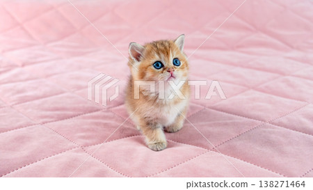 British breed golden chinchilla kitten. British breed golden chinchilla kitten. 138271464