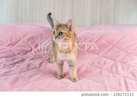 Cat British breed golden chinchilla at home 138271513