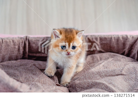 British breed golden chinchilla kitten. British breed golden chinchilla kitten. 138271514