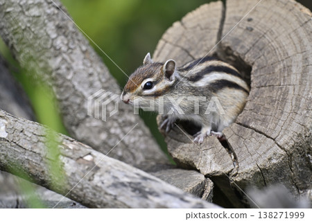 Cute chipmunk peeking out from its burrow 138271999