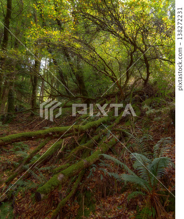 A forest floor carpeted with fallen leaves and moss-covered branches, bathed in dappled sunlight. 138272231
