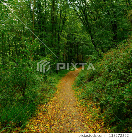 A narrow dirt path winds gently through a lush green forest. Golden autumn leaves carpet the ground, inviting a quiet walk amidst nature's beauty during the day. A narrow dirt path winds gently through a lush green forest. Golden autumn leaves carpet the ground, inviting a quiet walk amidst nature's beauty during the day. 138272232