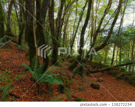 A dense forest landscape features mossy tree trunks, green ferns, and a ground covered in brown autumn leaves. A dense forest landscape features mossy tree trunks, green ferns, and a ground covered in brown autumn leaves. 138272234