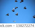Flight of rock doves 138272274