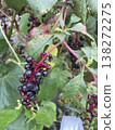 American pokeweed 138272275