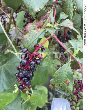American pokeweed American pokeweed 138272275