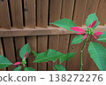 Euphorbia pulcherrima 138272276