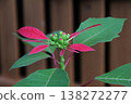 Euphorbia pulcherrima 138272277