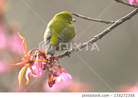 White-eye White-eye 138272388