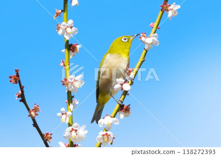 White-eye White-eye 138272393