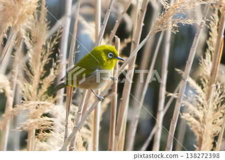 White-eye 138272398