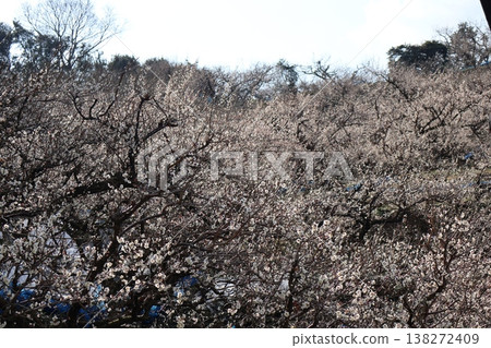 一片盛開著白色梅花的梅樹林。 138272409