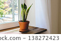 Sansevieria and terracotta pot by the window: Stylish interior greenery. 138272423